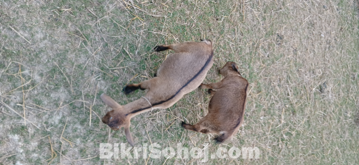 ব্লাকবেঙ্গল ছাগল ৩টা